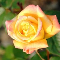 Christopher Mathias Photo 25