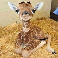 Chris Proctor Photo 23 Chris Proctor Photo 23