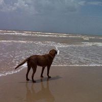 Stephen Henson Photo 39