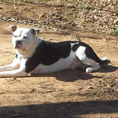 George Levine Photo 38