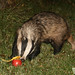 Timothy Badger Photo 22