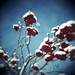 Diana Berry Photo 36