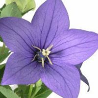 Amy Donaldson Photo 18