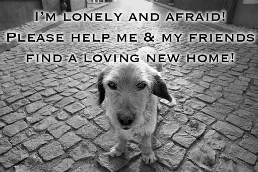 Sarah Settles Photo 11