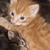 Karen Chase Photo 25