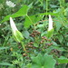 Anne Berry Photo 17