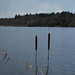 Virginia Reed Photo 11