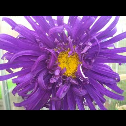 Lorraine Morgan Photo 13