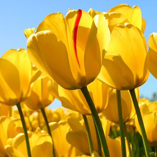 Tanya Gilbert Photo 11