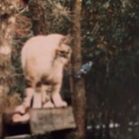 Cindy Gorman Photo 34