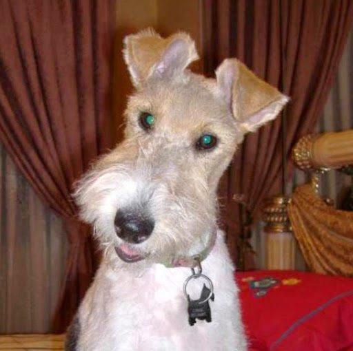 Luisa Oliveira Photo 32