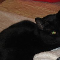 Julie Reiner Photo 6