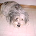 Sandy Cho Photo 37