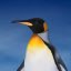 Paul Collier Photo 32