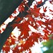 Jeannie Maple Photo 9