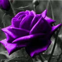 Pam Hamilton Photo 41