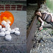 Amy Holcomb Photo 10