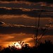 Joy Crain Photo 23