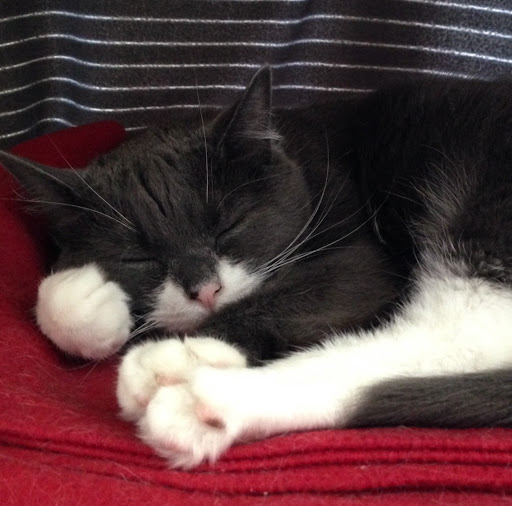 Rachel Singh Photo 6