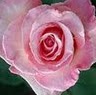Elizabeth Muir Photo 10