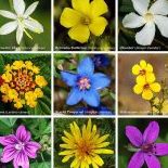 Virginia Freeman Photo 16