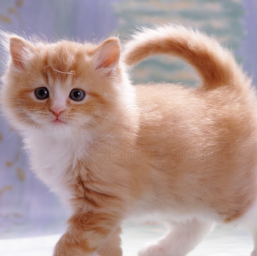 Julie Snider Photo 28