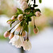 Joann Bloom Photo 20
