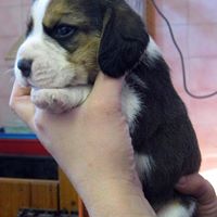 Sue Hayward Photo 21