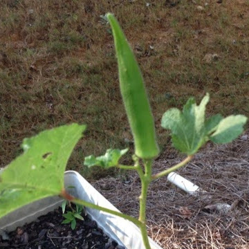 John Dawes Photo 35 John Dawes Photo 35