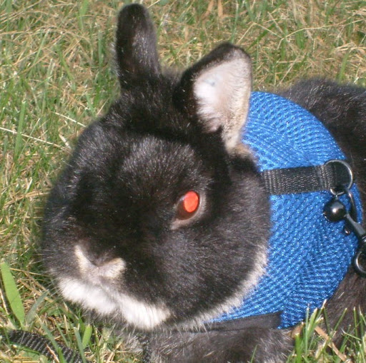 Renee Collins Photo 16