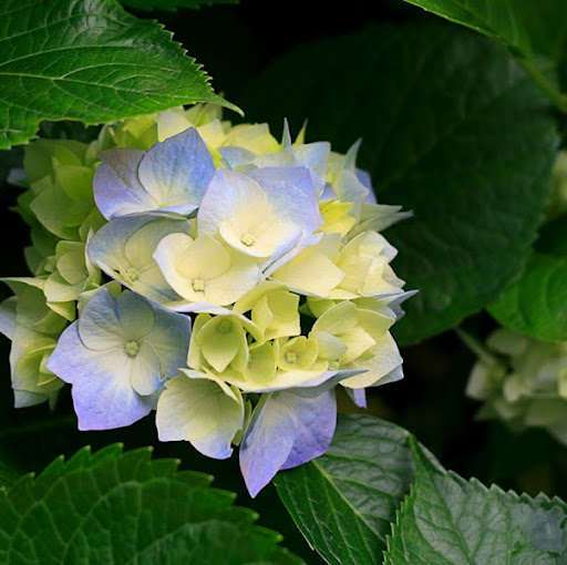 Donna Maxwell Photo 26