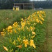 Susan Barth Photo 24