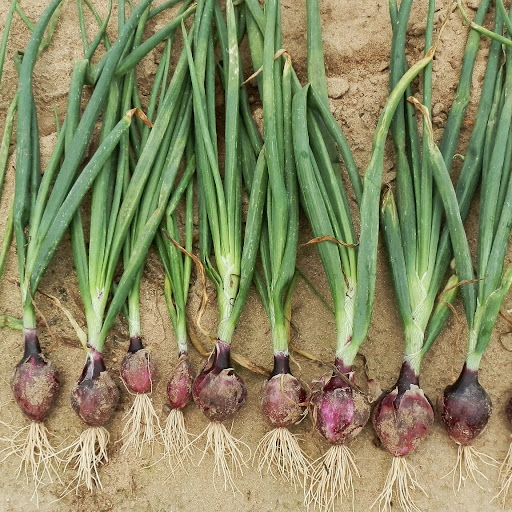 Brian Knudsen Photo 15