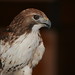 Janice Hawk Photo 8
