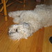 Heather Downing Photo 37