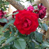 Sandra Pickett Photo 20