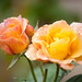 Kathleen Rose Photo 6