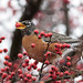 Robin Michael Photo 37