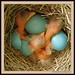 Robin Hatch Photo 31