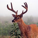 Dawn Buck Photo 30