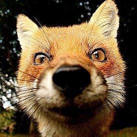 Regina Culbertson Photo 4