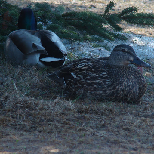 Daniel Randolph Photo 8