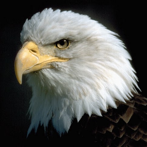 Ronald Davenport Photo 27