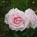 Helen Robinson Photo 17