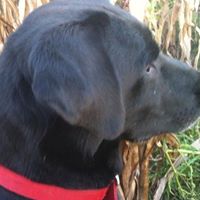 Douglas Schwartz Photo 38 Douglas Schwartz Photo 38