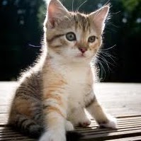 Rebecca Castaneda Photo 22