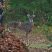 Dawn Buck Photo 29