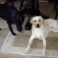 Cheryl Lancaster Photo 17