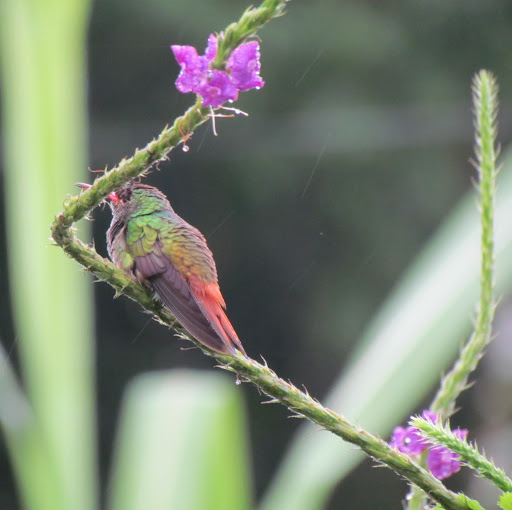 Jill Dorsey Photo 25