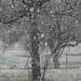 Tammy Flakes Photo 9